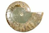 Cut & Polished Ammonite Fossil (Half) - Madagascar #346000-1
